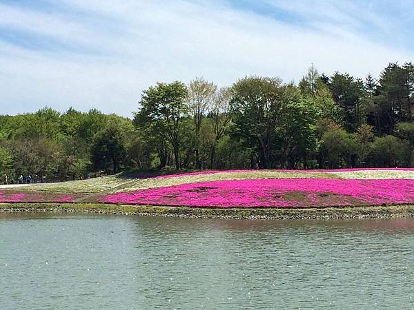 0518_5河口湖_芝櫻公園_010