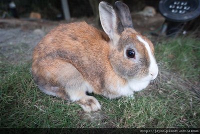 DSC01580_調整大小.jpg