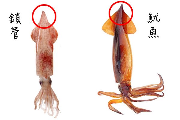 鎖管魷魚區別.jpg