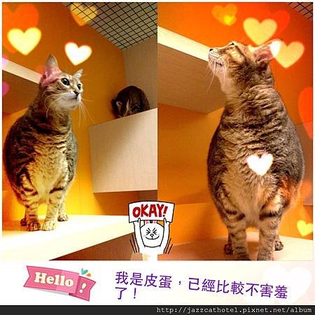 皮蛋
