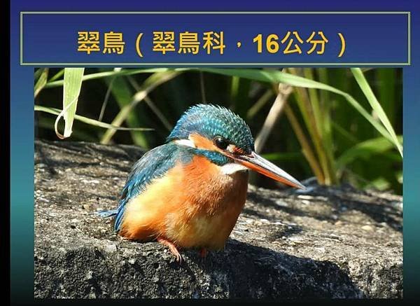 2024.10.17徐景彥講師：鳥的覓食行為與食性   紀錄