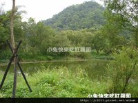 DSC05655_貢德氏赤蛙（狗蛙）_渡南橋人工溼地.JPG
