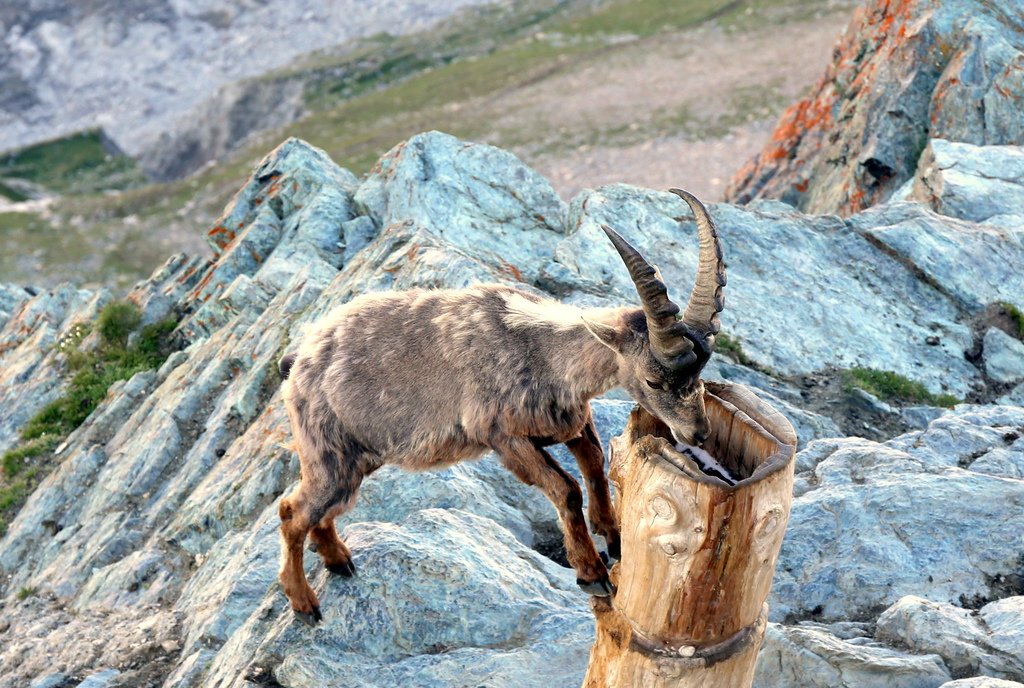 策馬特Zermatt - 3100與馬特洪峰