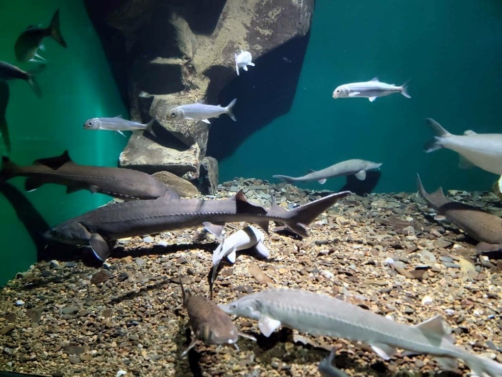 Listvyanka 貝加爾湖水族館