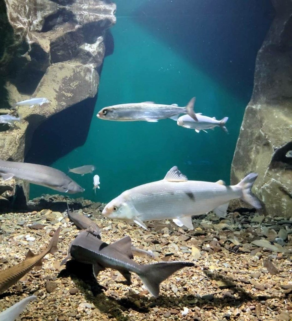 Listvyanka 貝加爾湖水族館