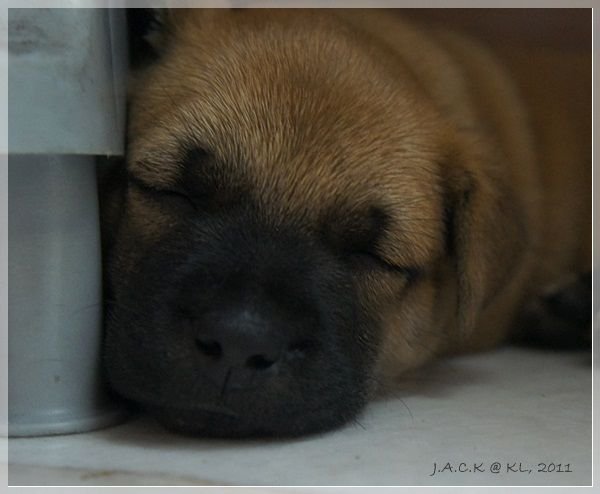 201105 puppy sleep 1.JPG