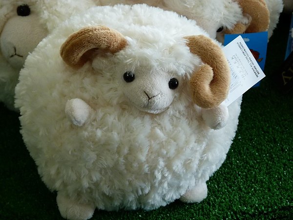 Merino sheep.JPG