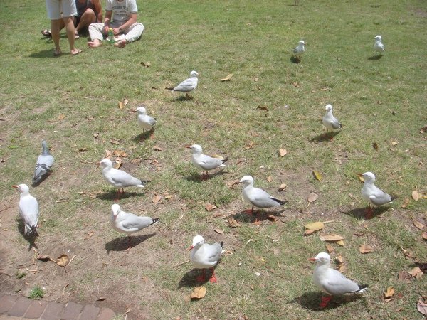 sea birds