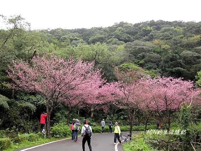 三芝櫻花 (6)