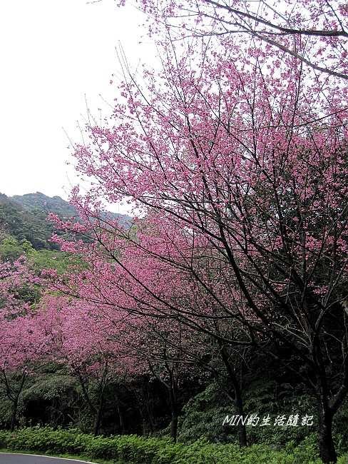 三芝櫻花 (10)