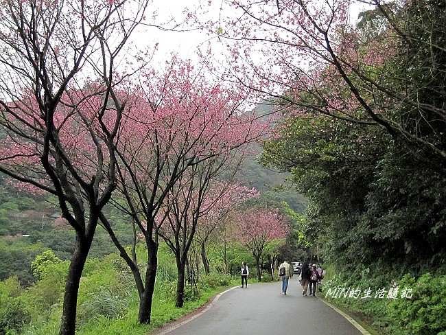 三芝櫻花 (12)