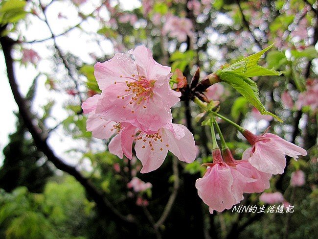 三芝櫻花 (18)