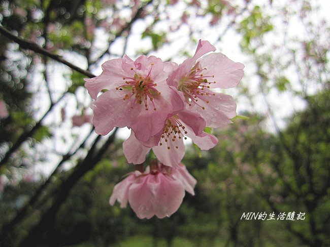 三芝櫻花 (19)