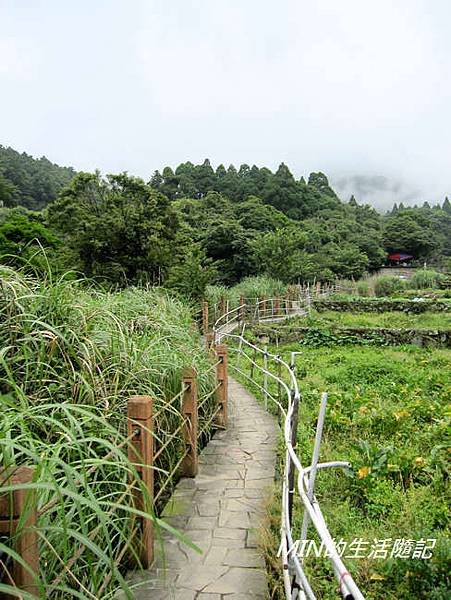 陽明山繡球花(12)