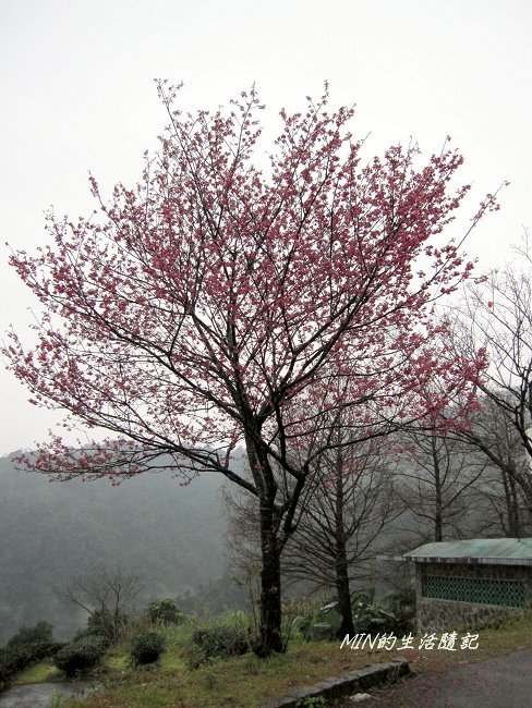玉蘭茶園 (8).JPG