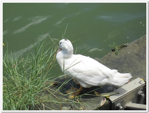碧湖公園 (2).jpg