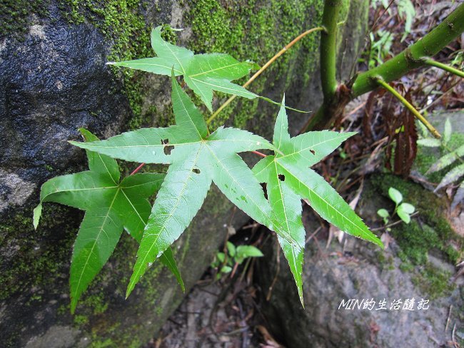 苗栗華陶窯 (36).JPG