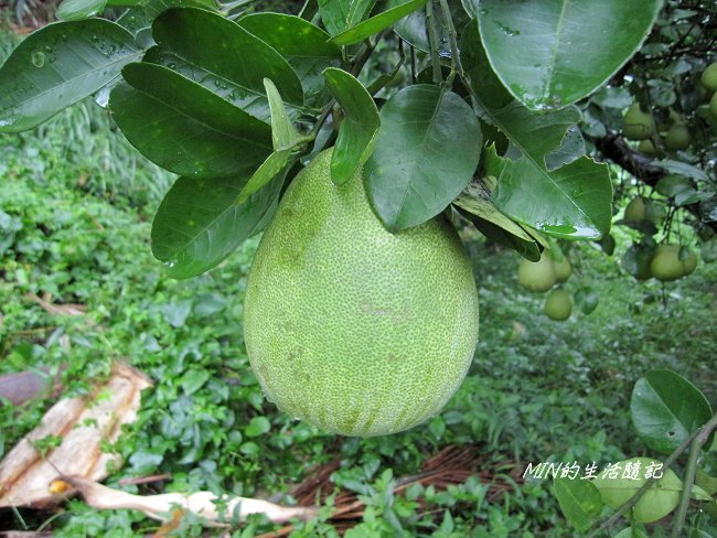 苗栗華陶窯 (27).JPG