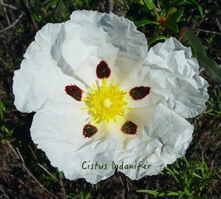 Cistus_ladanifer_f.jpg