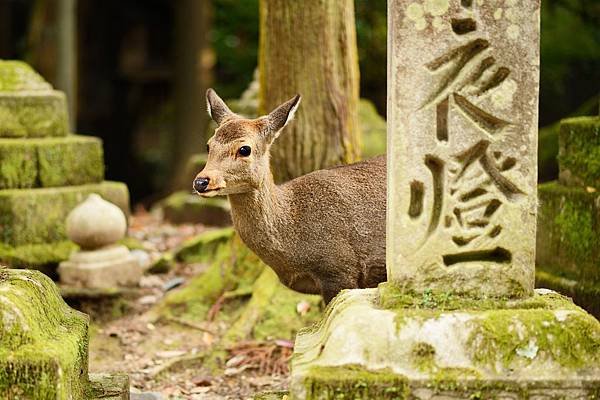 奈良公園_奈良鹿shutterstock_146675222.jpg