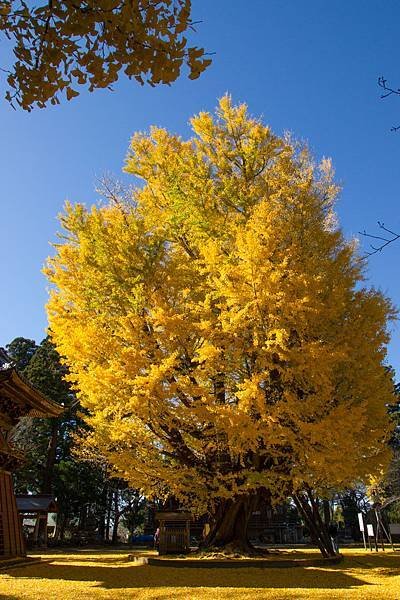 西蓮寺 大銀杏2.jpg