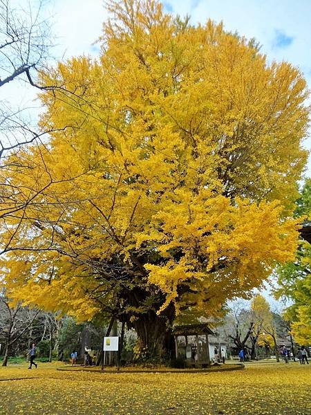 西蓮寺 大銀杏1.jpg