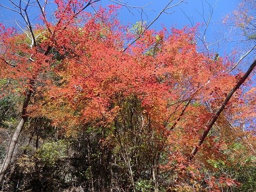 八斗蒔山嶺 紅葉4.jpg