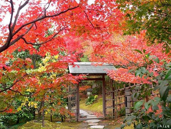 白鳥庭園 紅葉5.jpg