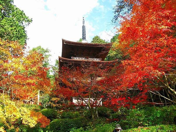 金剛輪寺 紅葉5.jpg