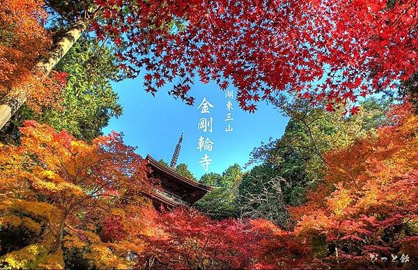 金剛輪寺 紅葉2.jpg