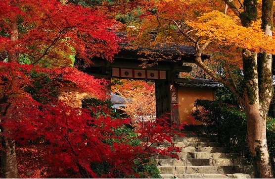 寂光院 愛知 紅葉1.jpg