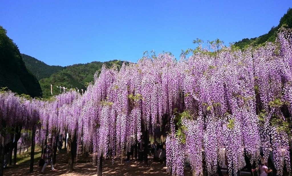 白井大町藤公園賞紫藤11.白井大町藤公園【.jpg