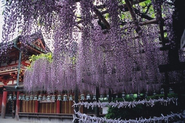 春日大社%26;萬葉植物園賞紫藤花bkntw-20160425183227370-0425_04511_001_03p.jpg