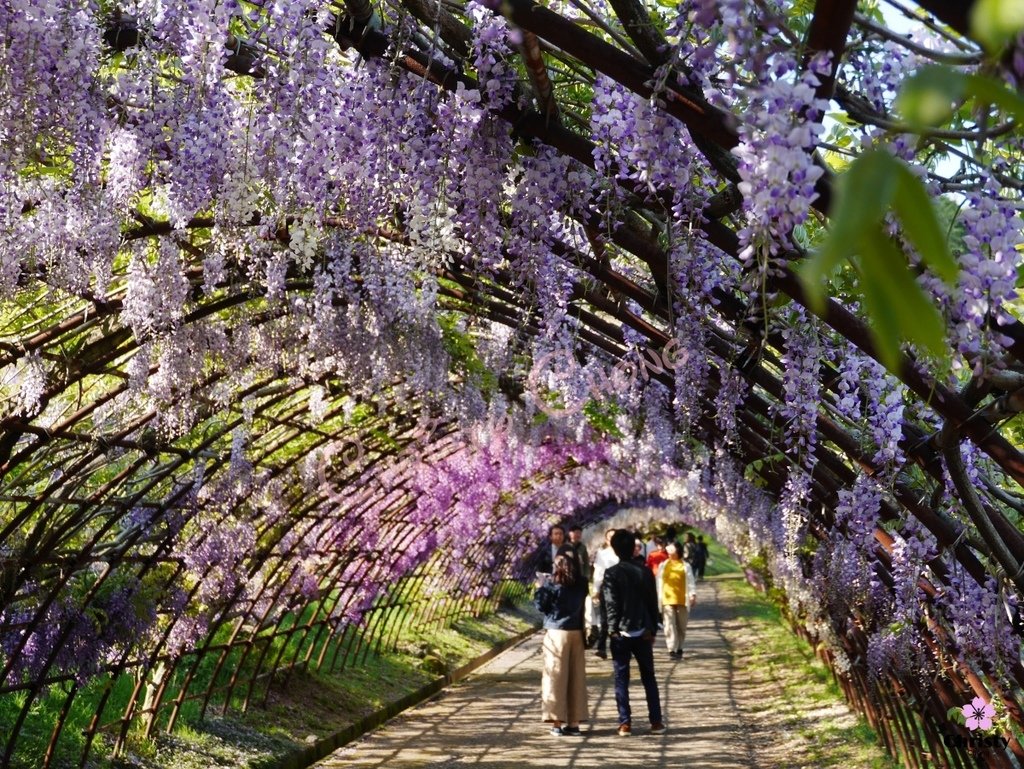 九州河內紫藤園1463855343.jpg