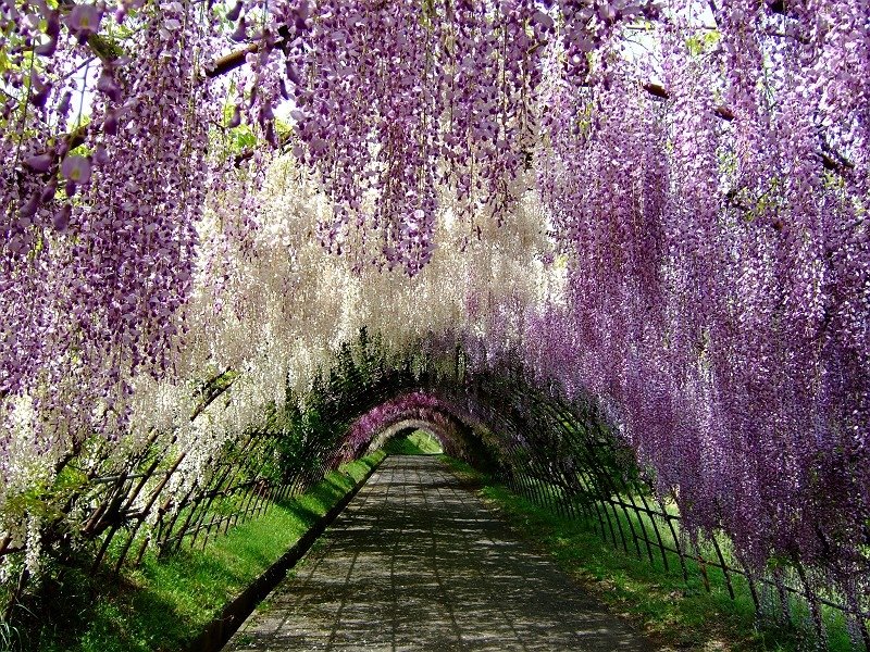 九州市河內紫藤園huzi_tunnel_080507.JPG