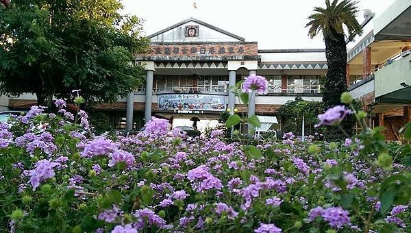 1031218紫色馬櫻丹1.jpg