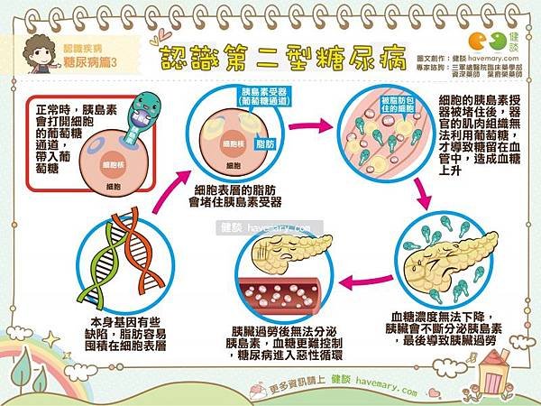 胰島素減取型肥胖.jpg