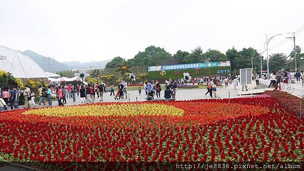 1111新社花海 101.JPG