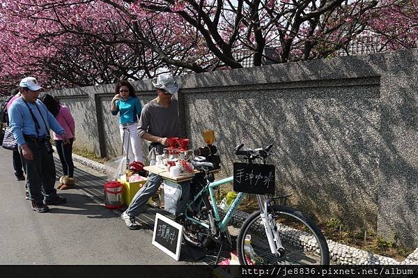 0129~2014平菁街寒櫻 (6).JPG