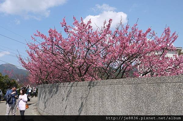 0129~2014平菁街寒櫻 (24).JPG