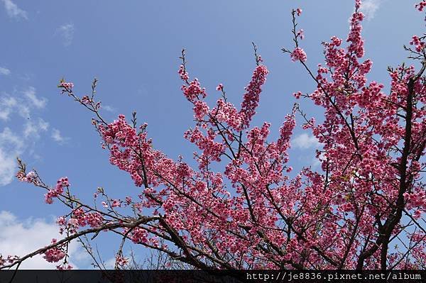 0129~2014平菁街寒櫻 (26).JPG