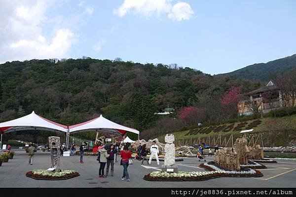 0129陽明山花季 (7).JPG