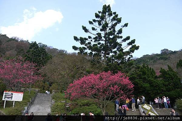 0129陽明山花季 (12).JPG