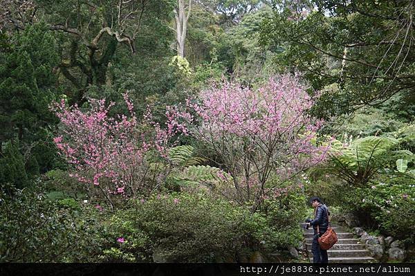 0129陽明山花季 (19).JPG