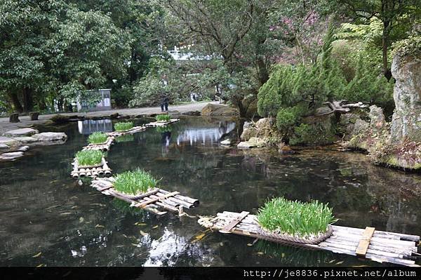 0129陽明山花季 (20).JPG