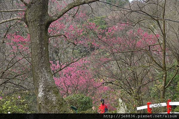 0129陽明山花季 (21).JPG