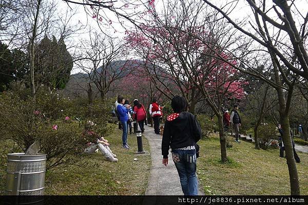 0129陽明山花季 (22).JPG