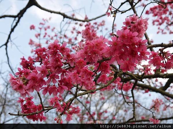 0129陽明山花季 (25).JPG