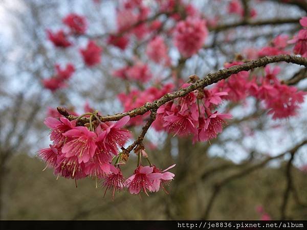 0129陽明山花季 (26).JPG