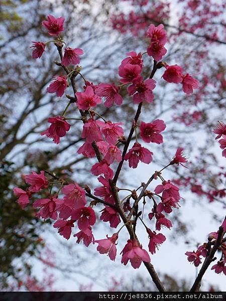 0129陽明山花季 (29).JPG